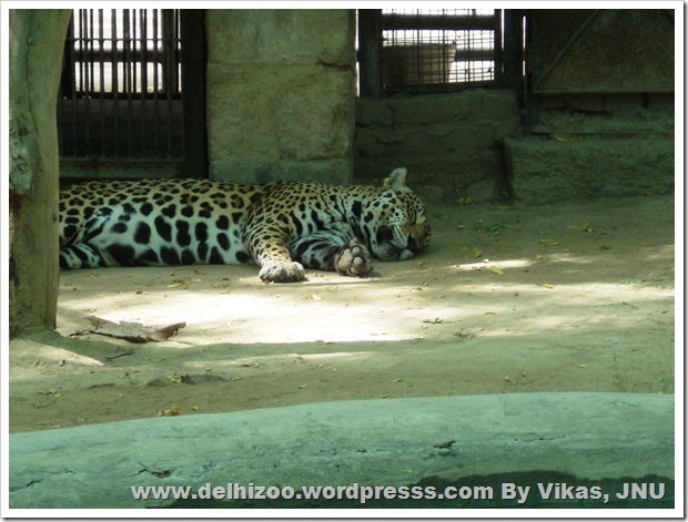 Zoological Park Delhi